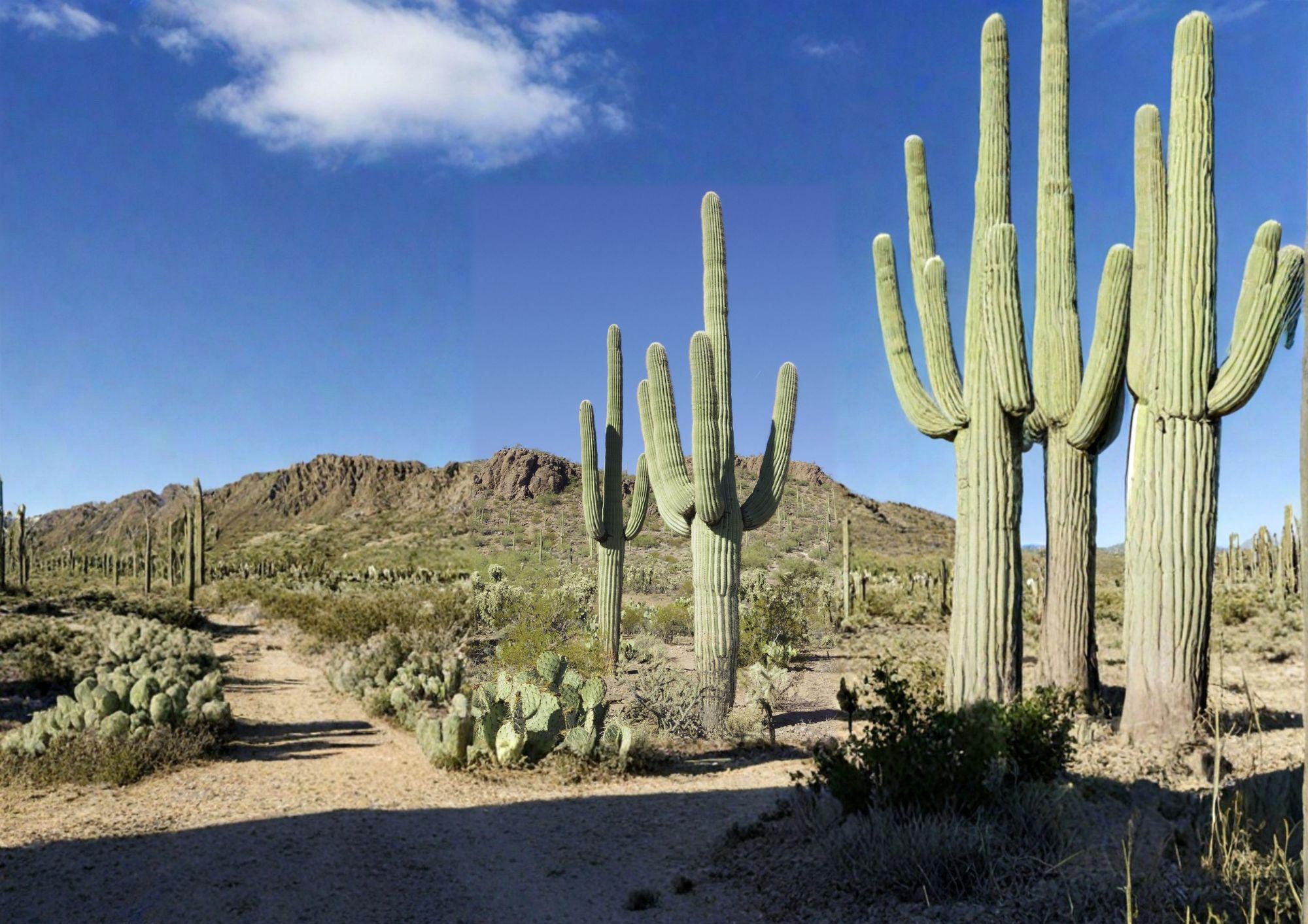 Carnegiea Gigantea Saguaro Cactus Seeds – Iconic Desert Plant for Succulent Collection & Xeriscape Gardens