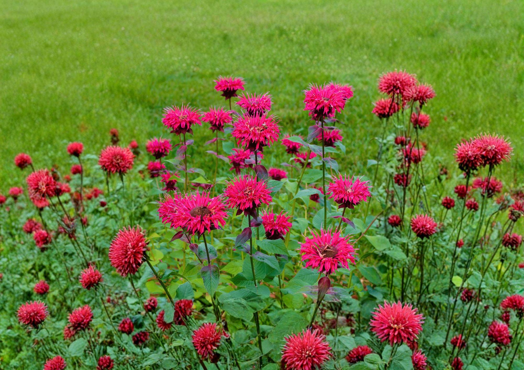 Scarlet Bee Balm Seeds - Monarda Didyma Bright Red Perennial Wildflower for Pollinator Gardens, Hummingbirds & Butterflies