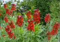 Lobelia Cardinalis Seeds – Cardinal Flower, Native Perennial Wildflower for Hummingbird & Pollinator Gardens, 300 Seeds