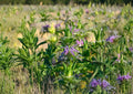 Monarda Citriodora Lemon Mint Bee Balm Seeds – Aromatic Pollinator Herb for Gardens & Wildflower Beds
