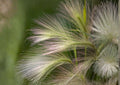 Hordeum Jubatum Foxtail Barley Seeds – Ornamental Wild Grass with Pink Purple Seed Heads, Natural Garden, Prairie, Meadow Landscaping, 25 Seeds