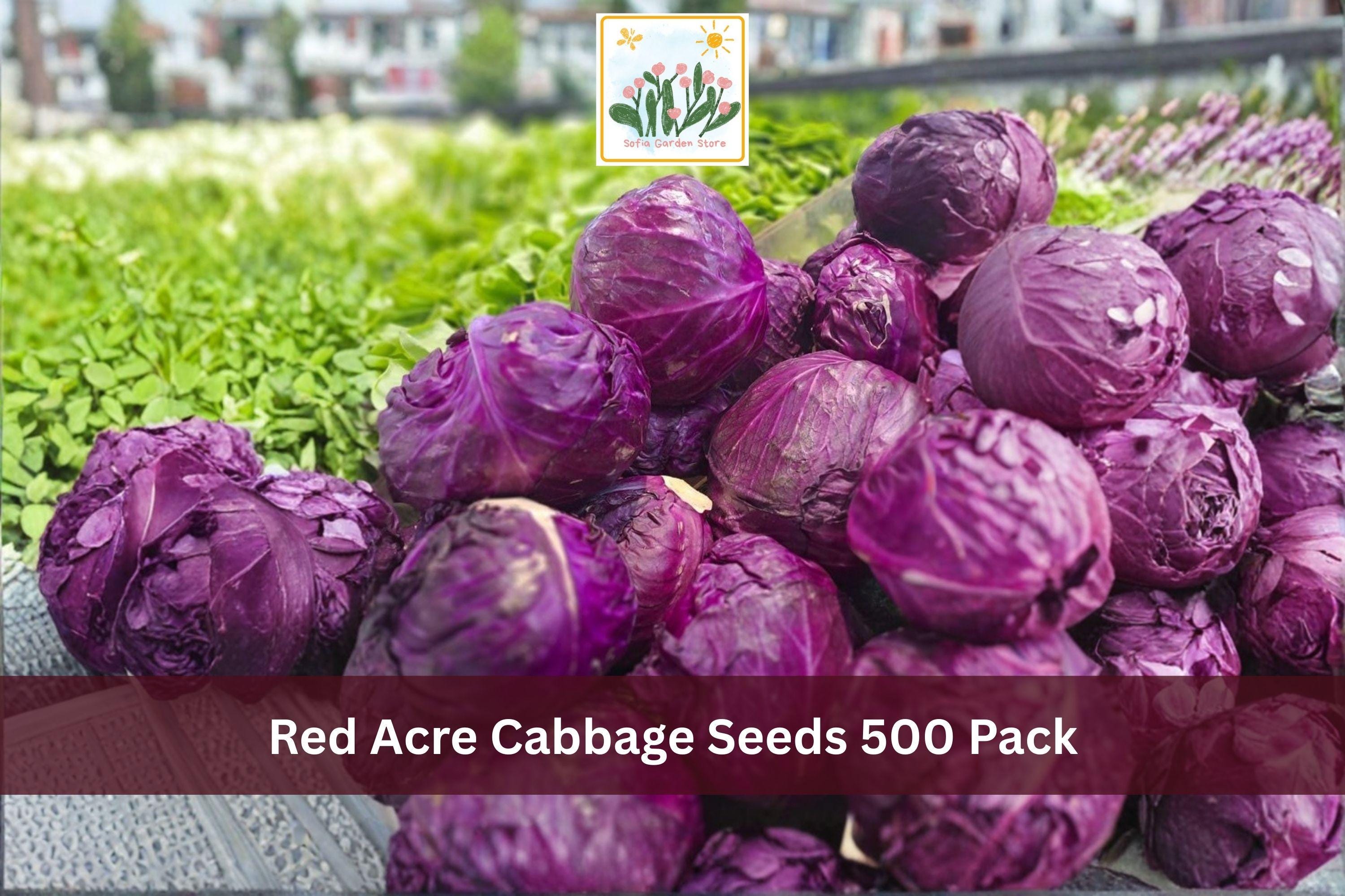 Red Acre Cabbage Seeds 500 Pack – Brassica oleracea var. capitata, Heirloom, Compact Red Heads, Cool Season Vegetable Seeds