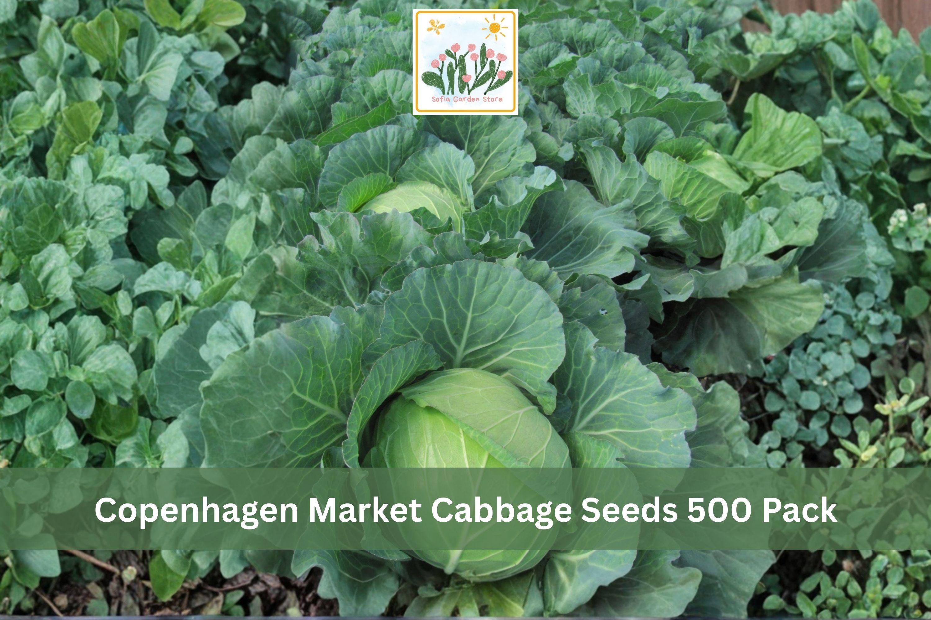 Copenhagen Market Cabbage Seeds 500 Pack – Brassica oleracea var. capitata, Heirloom Green Vegetable Seeds for Backyard Gardens