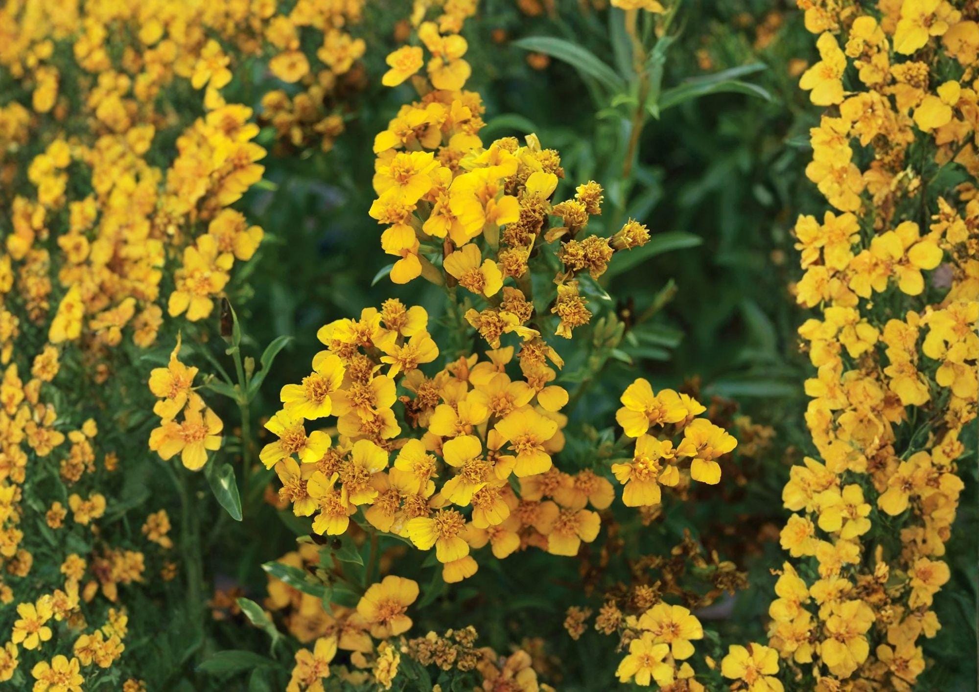 Tagetes Lucida Seeds - Mexican Tarragon Herb, Aromatic, Culinary & Medicinal, Bright Yellow Flowers, Pollinator-Friendly, 50 Seeds