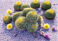 Echinocactus Grusonii Golden Barrel Cactus Seeds – Round Desert Succulent for Xeriscape Gardens & Collection