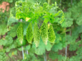 Bitter Gourd Seeds, Momordica charantia, Climbing Vegetable, Green Fruit, 5 Seeds for Garden, Trellis, Container Growing