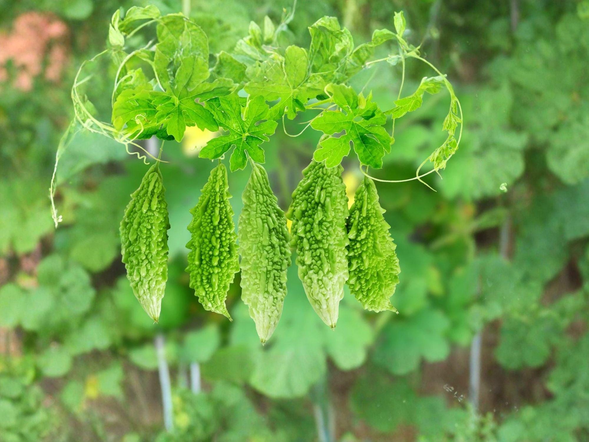 Bitter Gourd Seeds, Momordica charantia, Climbing Vegetable, Green Fruit, 5 Seeds for Garden, Trellis, Container Growing