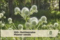 100+ Rattlesnake Master Seeds - Native Prairie Wildflower, Eryngium yuccifolium, Pollinator Attracting, Drought Tolerant Perennial