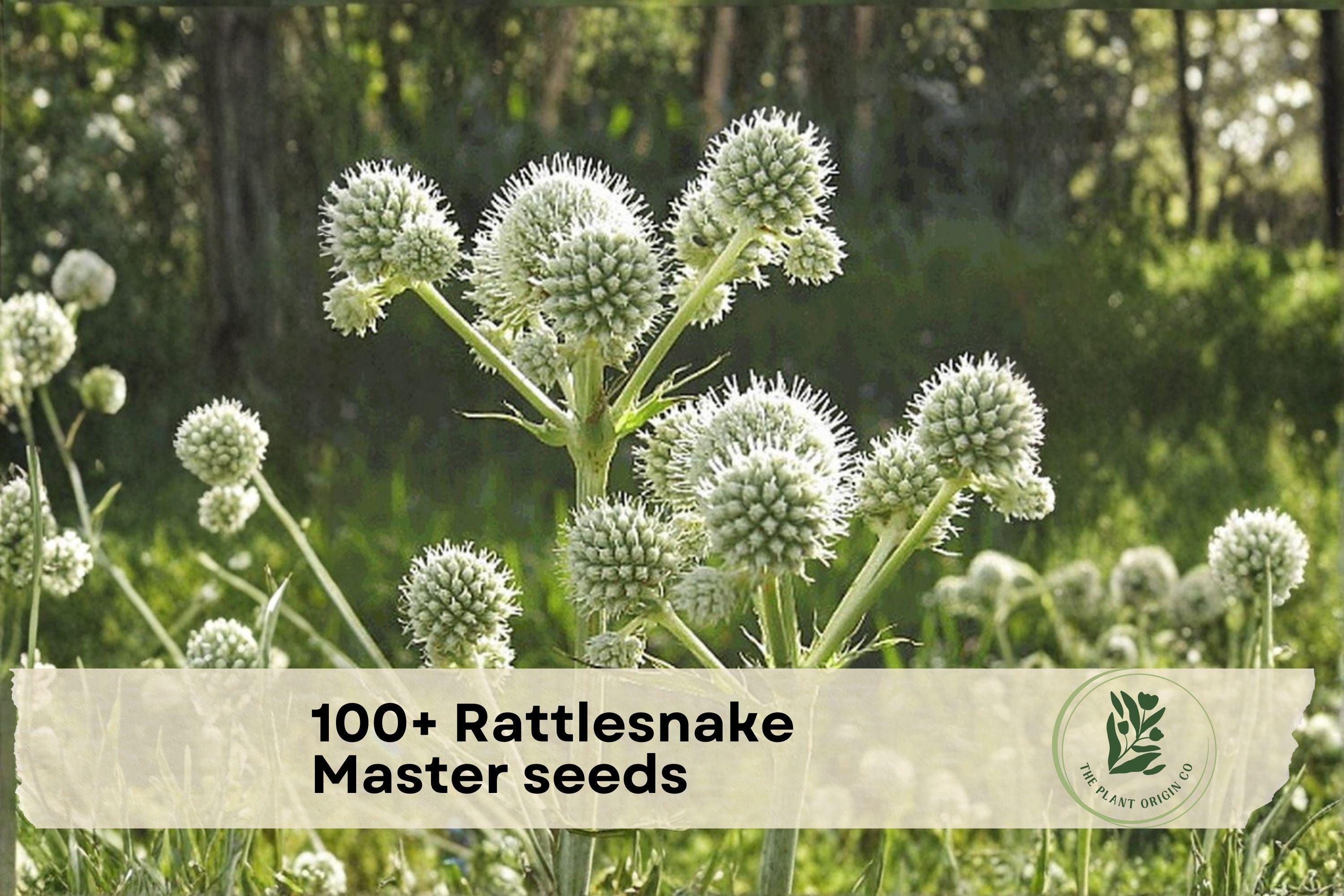 100+ Rattlesnake Master Seeds - Native Prairie Wildflower, Eryngium yuccifolium, Pollinator Attracting, Drought Tolerant Perennial