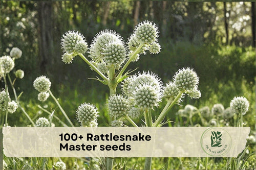 100+ Rattlesnake Master Seeds - Native Prairie Wildflower, Eryngium yuccifolium, Pollinator Attracting, Drought Tolerant Perennial