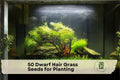 Dwarf Hair Grass Seeds for Aquarium Planting, Aquascaping, Eleocharis parvula, Freshwater Water Garden, 50 Seeds