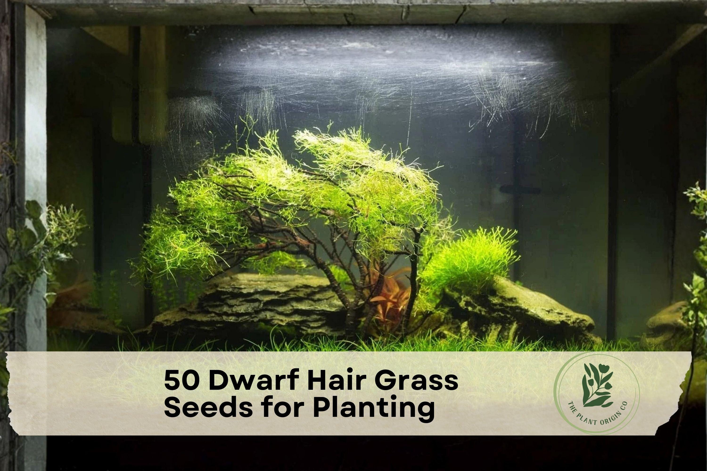 Dwarf Hair Grass Seeds for Aquarium Planting, Aquascaping, Eleocharis parvula, Freshwater Water Garden, 50 Seeds