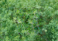 Summer Savory Seeds 1200 Pack, Aromatic Culinary Herb, Satureja hortensis, Peppery Flavor, Medicinal and Kitchen Herb