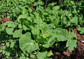Georgia Collard Greens Seeds – Heirloom Brassica Oleracea for Spring and Fall Gardens, 400 Premium Seeds