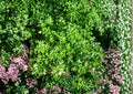Plain Single Parsley Seeds 500 - Heirloom Flat Leaf Culinary Herb for Kitchen Gardens and Fresh Cooking - Petroselinum Crispum