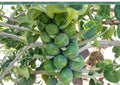 Long Island Improved Brussels Sprouts Seeds – Non-GMO Heirloom Vegetable for Cool Season Garden Harvest