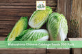 Matsushima Chinese Cabbage Seeds 300 Pack – Brassica rapa subsp. pekinensis, Napa Style, Leafy Vegetable for Cool Season Gardens