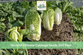 Michihli Chinese Cabbage Seeds 300 Pack | Brassica rapa subsp. pekinensis | Cool Season Leafy Vegetable