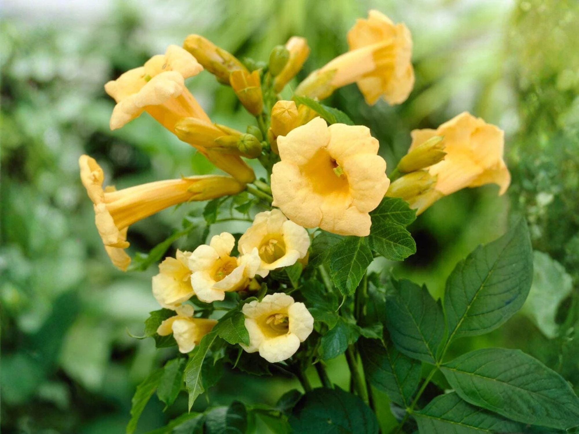 Yellow Trumpet Vine Seeds – Heirloom Non-GMO Climbing Flower for Garden Trellis – Campsis radicans 'Flava'