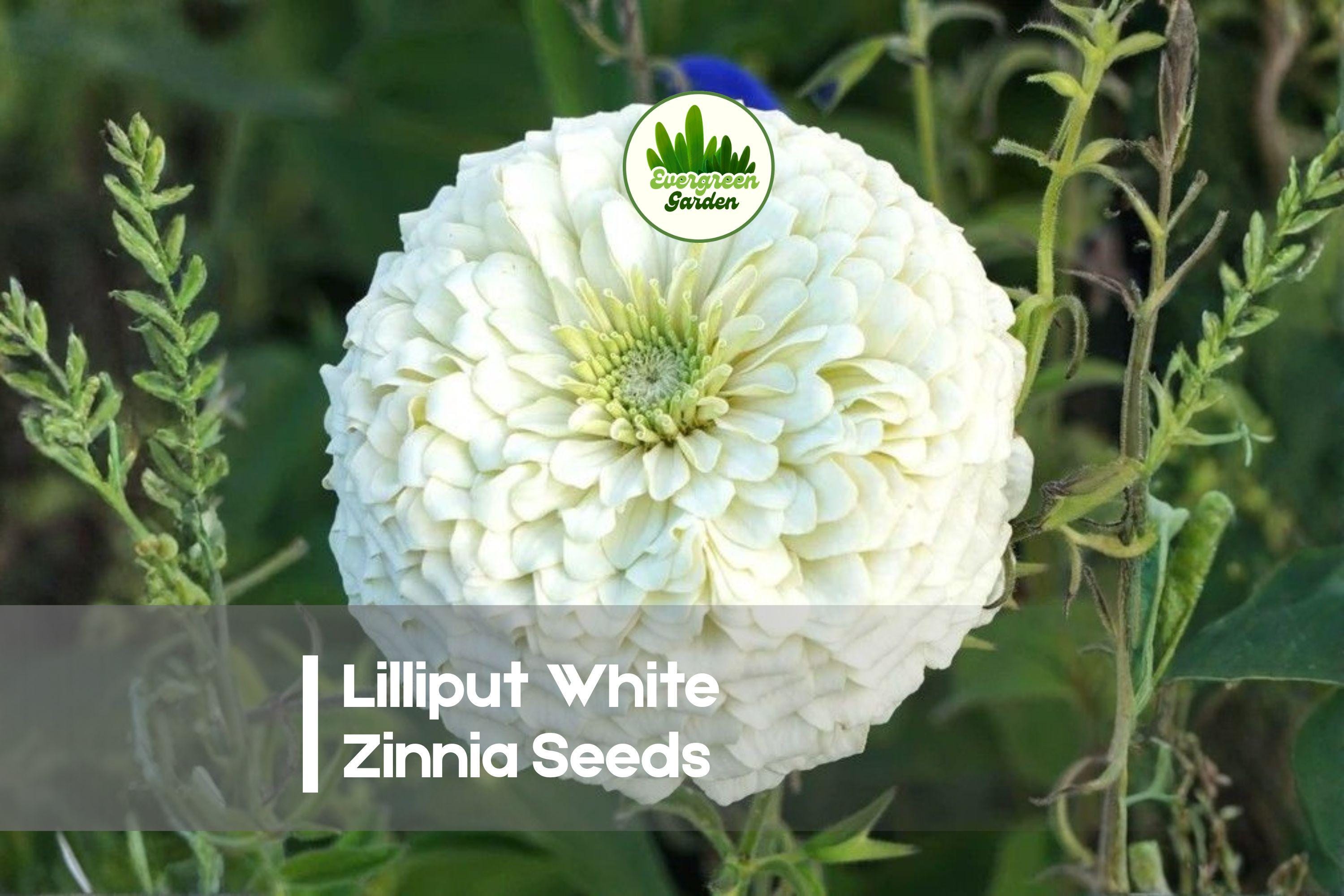 Lilliput White Zinnia Seeds – Compact Annual Flowers for Borders, Containers & Pollinator Gardens, Zinnia elegans