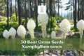 Bear Grass Seeds – Xerophyllum tenax, Perennial Ornamental Grass with White Flowers for Landscaping & Pollinator Gardens
