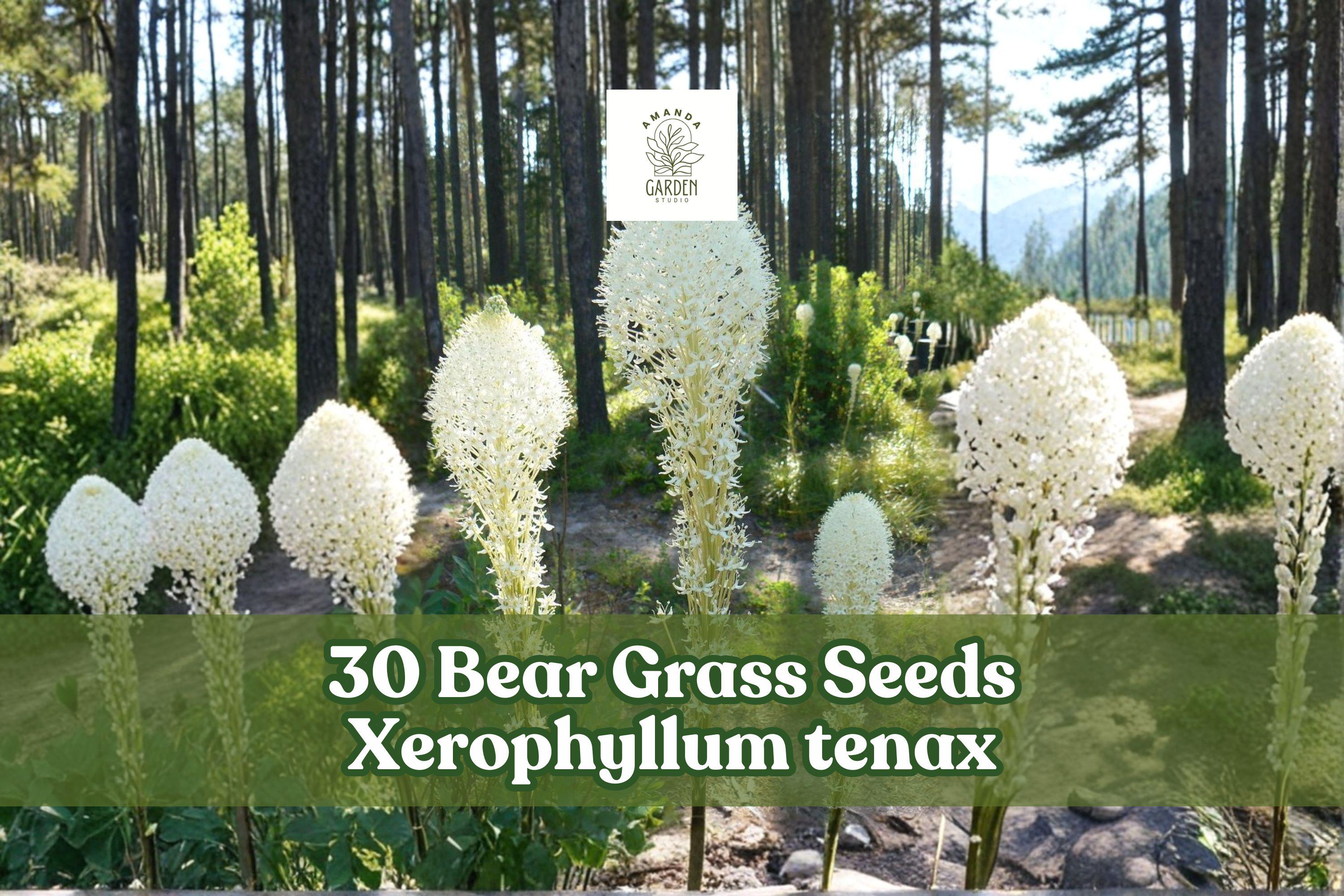 Bear Grass Seeds – Xerophyllum tenax, Perennial Ornamental Grass with White Flowers for Landscaping & Pollinator Gardens
