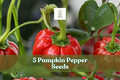 Pumpkin Pepper Seeds – Ornamental Capsicum annuum for Decorative Gardens and Seasonal Displays