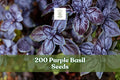 Purple Basil Seeds – Ocimum basilicum Herb Seeds for Planting, Ornamental and Culinary Herb, 200 Seeds