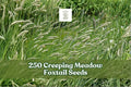 Creeping Meadow Foxtail Seeds – Alopecurus arundinaceus Perennial Ornamental Grass for Landscaping & Meadow Gardens