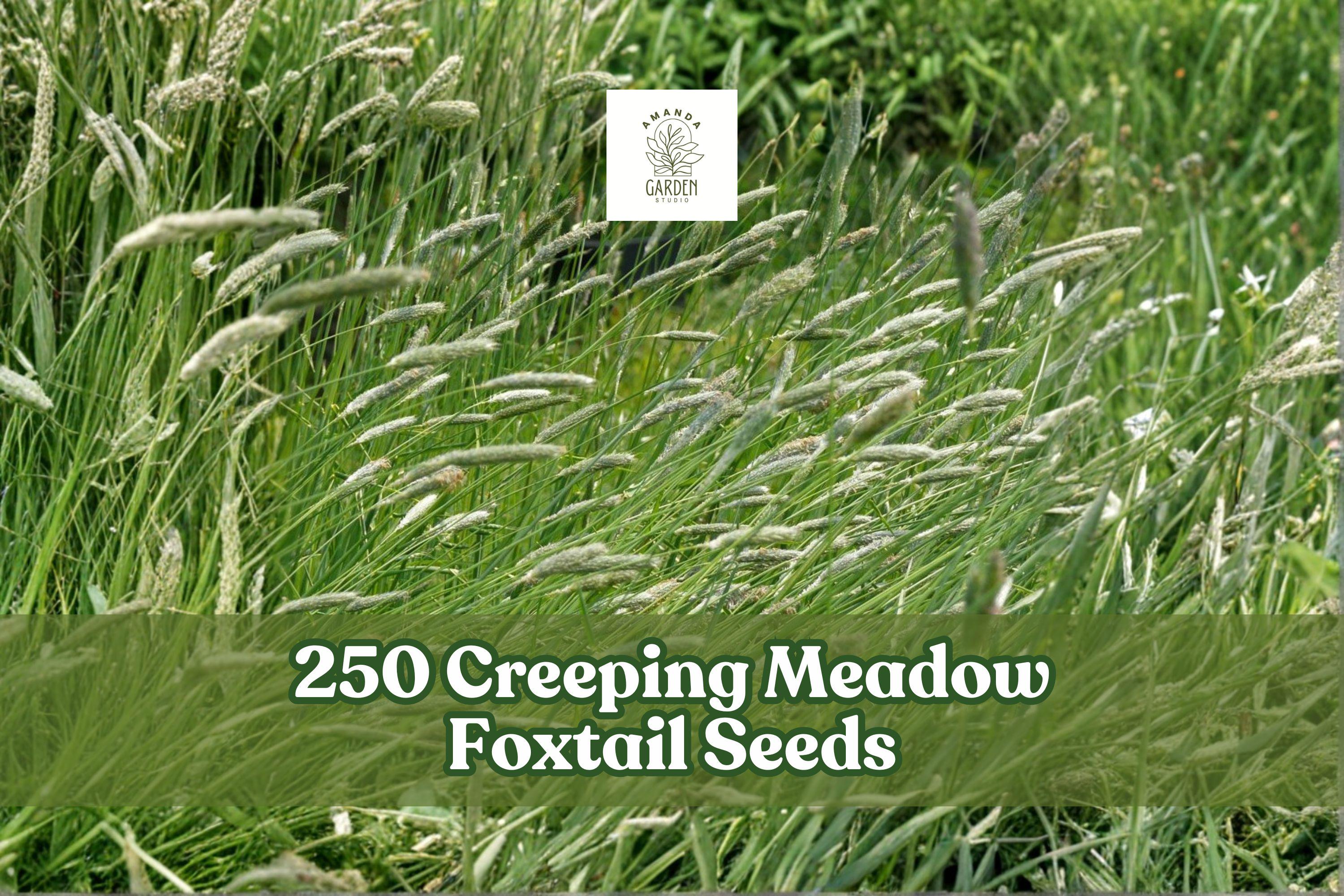 Creeping Meadow Foxtail Seeds – Alopecurus arundinaceus Perennial Ornamental Grass for Landscaping & Meadow Gardens