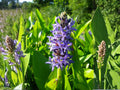 Pontederia Cordata Seeds – Native Pickerel Weed for Water Gardens, Pond Edges & Wetlands – Blue Aquatic Perennial Seed Pack