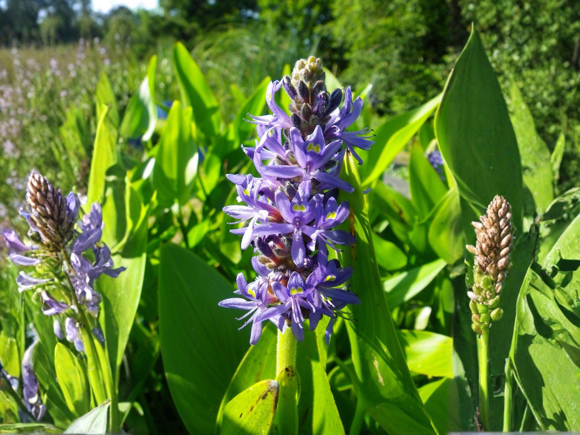 Pontederia Cordata Seeds – Native Pickerel Weed for Water Gardens, Pond Edges & Wetlands – Blue Aquatic Perennial Seed Pack