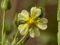 Potentilla Arguta Seeds – Prairie Cinquefoil Native Wildflower – White Summer Pollinator Perennial for Prairie Gardens & Restoration