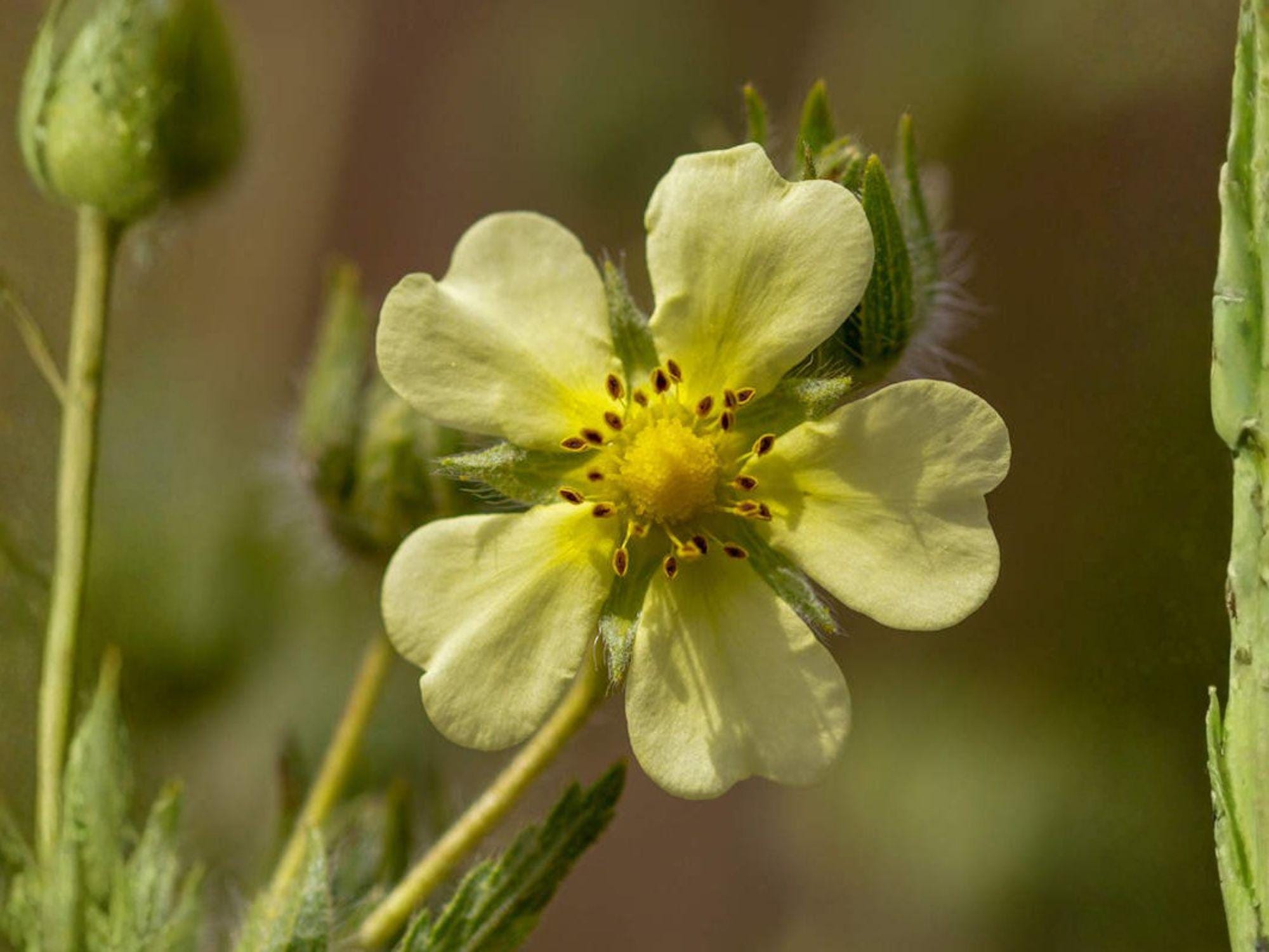 Potentilla Arguta Seeds – Prairie Cinquefoil Native Wildflower – White Summer Pollinator Perennial for Prairie Gardens & Restoration