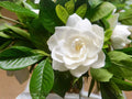Gardenia jasminoides Seeds – Heirloom Cape Jasmine Flowering Plant, Fragrant Garden Planting, Non-GMO Seeds