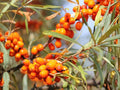 Sea Buckthorn Seeds – Heirloom Non-GMO Hippophae rhamnoides for Edible Berries, Hardy Garden Shrub, Organic Planting