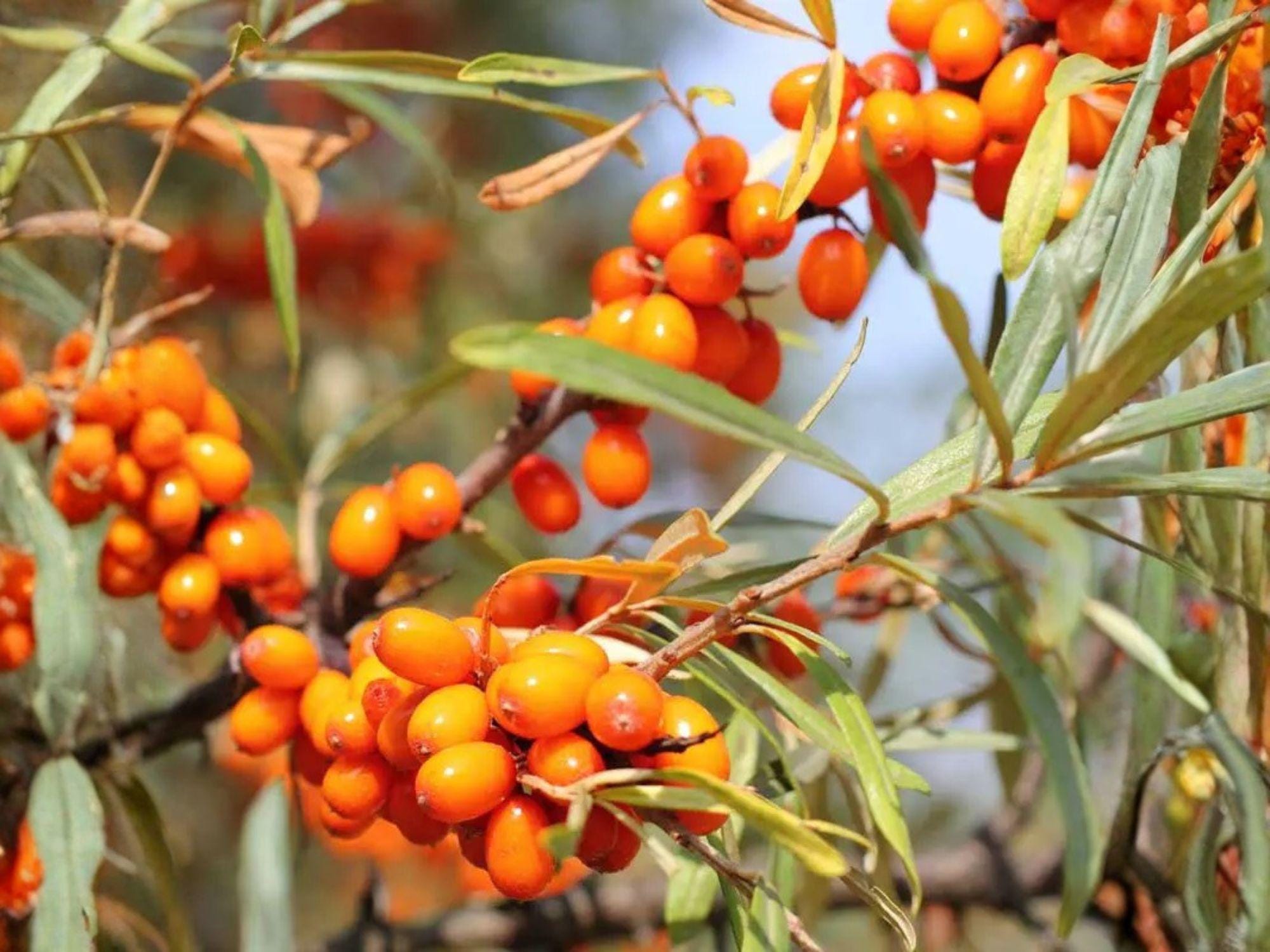 Sea Buckthorn Seeds – Heirloom Non-GMO Hippophae rhamnoides for Edible Berries, Hardy Garden Shrub, Organic Planting