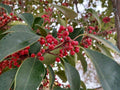 Ilex rotunda Seeds – Heirloom Round Leaf Holly Tree for Gardens – Evergreen Landscape Plant, Non-GMO, Ornamental Holly Seed Pack