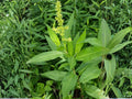 Pale Dock Seeds – Heirloom Non-GMO Rumex altissimus Native Wildflower Garden Seeds (100 Seeds)