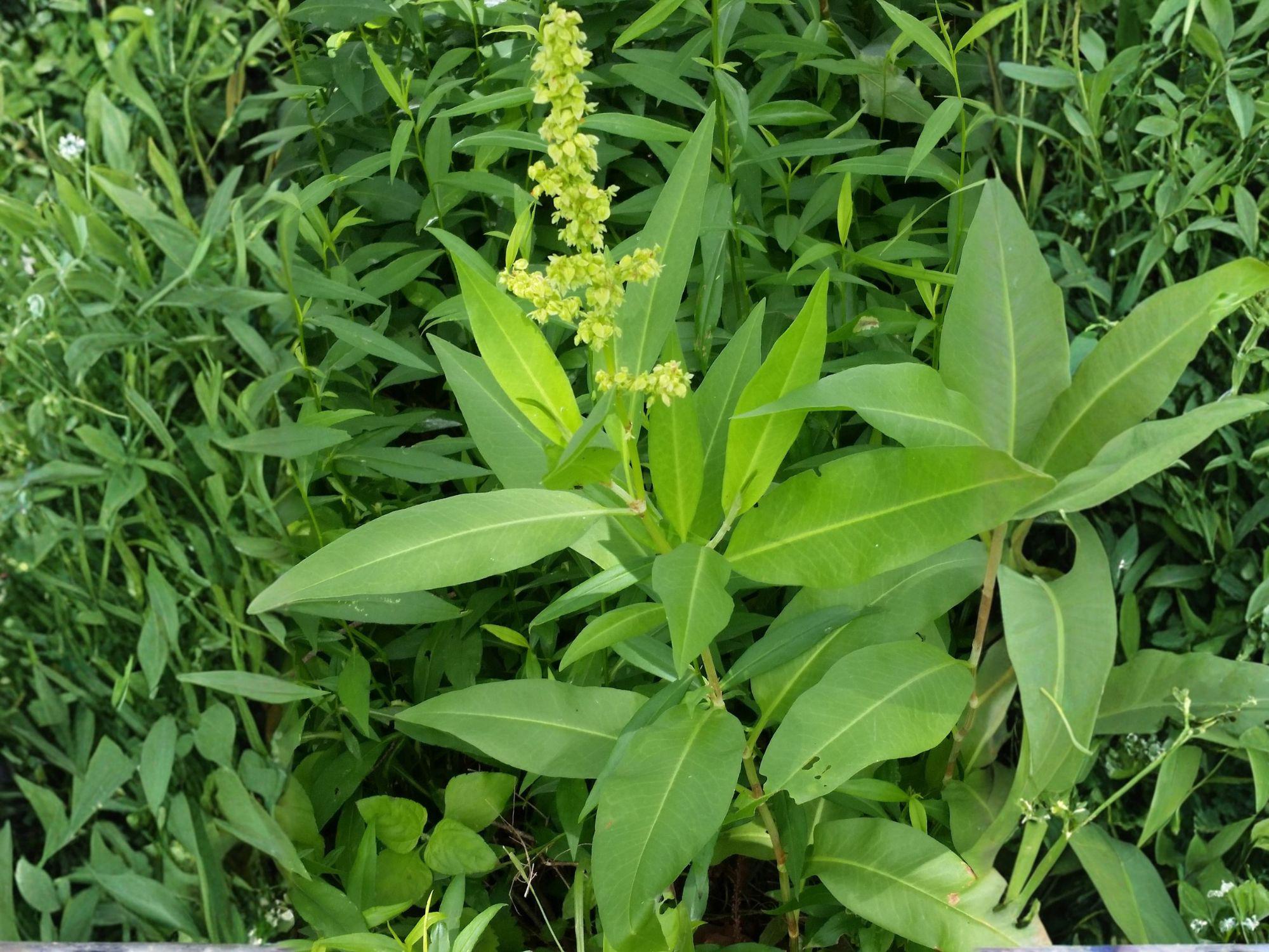 Pale Dock Seeds – Heirloom Non-GMO Rumex altissimus Native Wildflower Garden Seeds (100 Seeds)