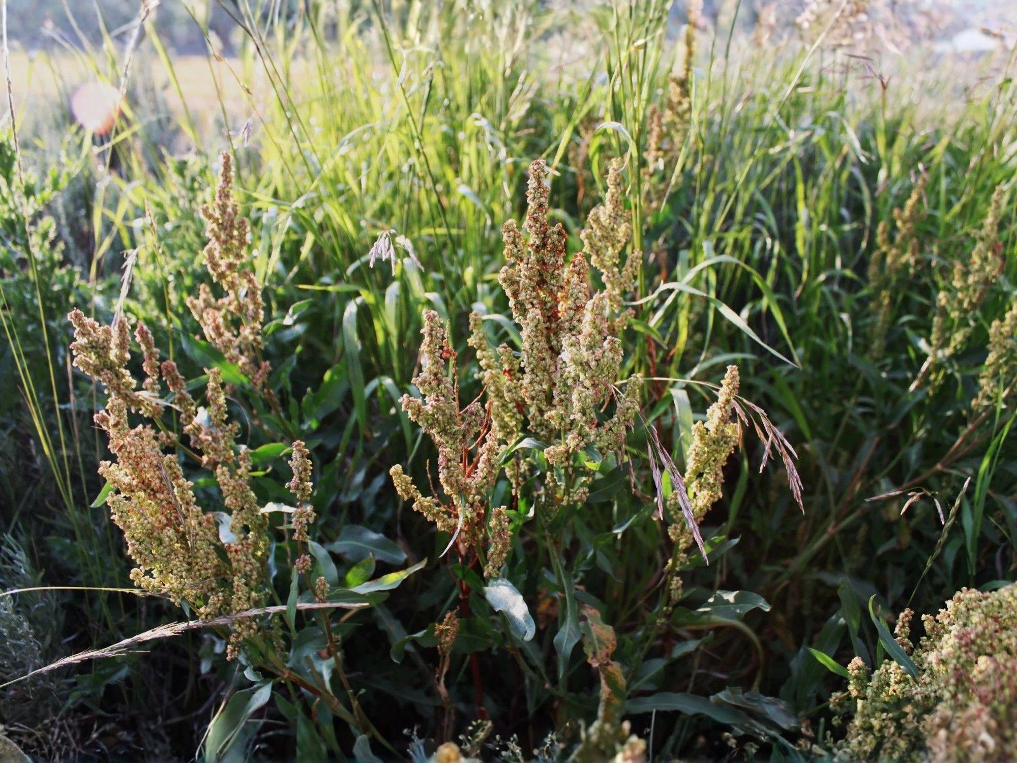 Water Dock Seeds – Heirloom Non-GMO Native Wetland Plant Seeds for Rain Gardens & Pond Edges – Rumex orbiculatus