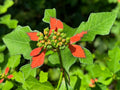Fire-on-the-Mountain Wildflower Seeds – Heirloom Non-GMO Euphorbia cyathophora for Native Gardens & Ornamental Beds