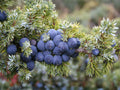 Juniperus communis Seeds – Heirloom Non-GMO Common Juniper for Garden Planting, Evergreen, Hardy, Natural Landscape