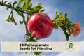 Pomegranate Seeds for Planting, Punica granatum, Fruit Tree, Ornamental Flower, Garden, Orchard, Container