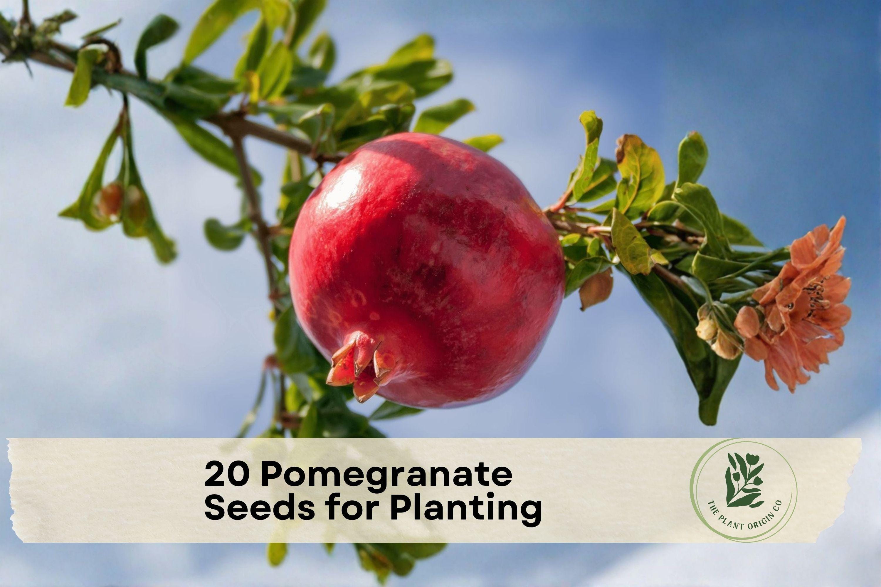 Pomegranate Seeds for Planting, Punica granatum, Fruit Tree, Ornamental Flower, Garden, Orchard, Container