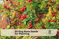 50 Dog Rose Seeds Rosa canina Wild Pink Flowering Shrub for Garden, Hedge & Wildlife Landscaping