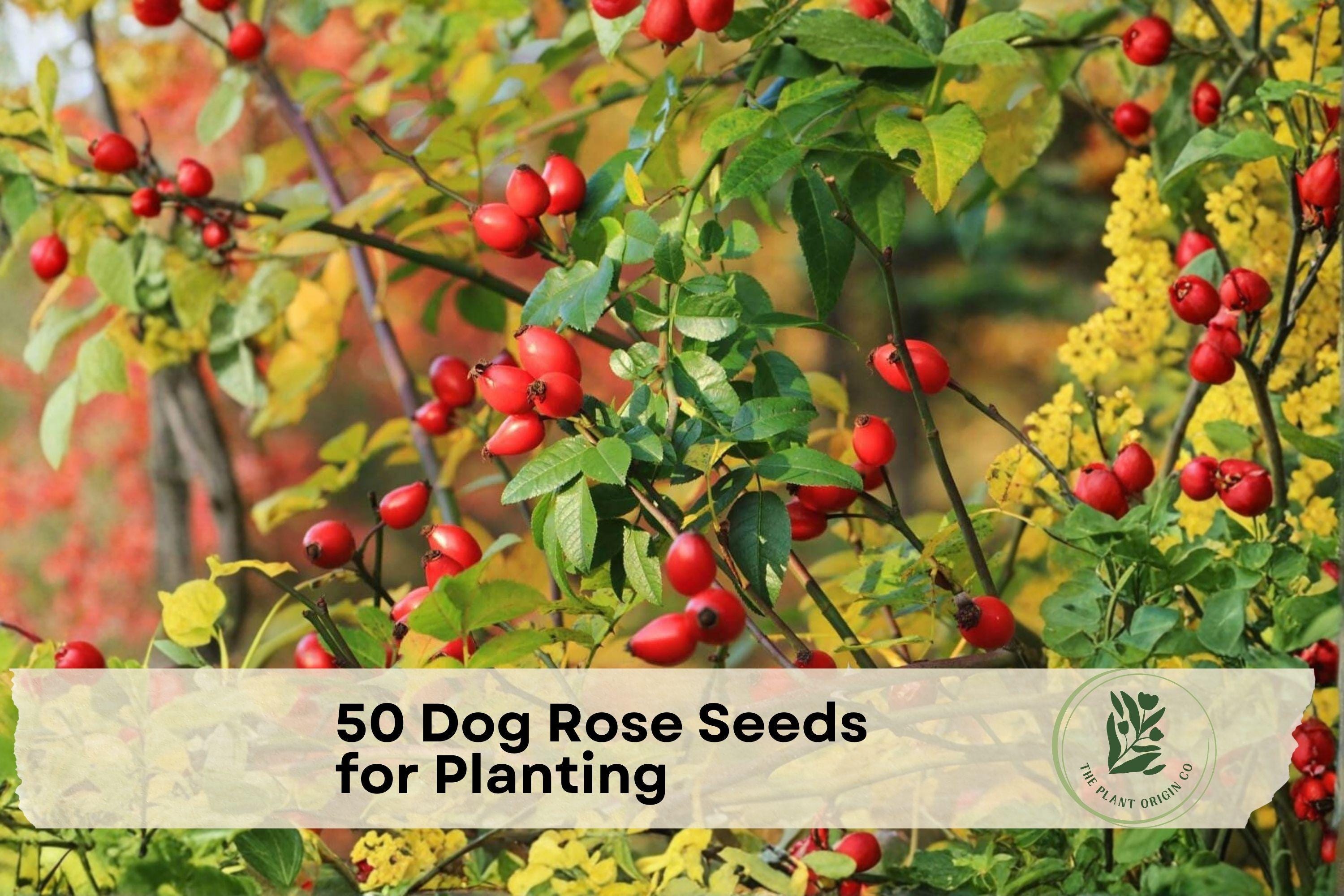 50 Dog Rose Seeds Rosa canina Wild Pink Flowering Shrub for Garden, Hedge & Wildlife Landscaping