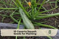Caserta Squash Seeds, Summer Vegetable Plant, Light Green with Dark Green Stripes, Cucurbita pepo