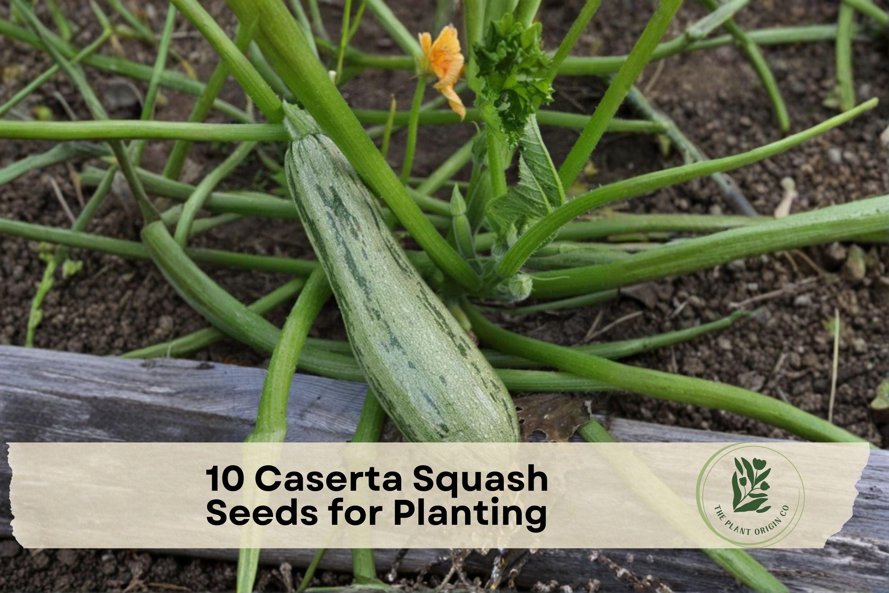 Caserta Squash Seeds, Summer Vegetable Plant, Light Green with Dark Green Stripes, Cucurbita pepo