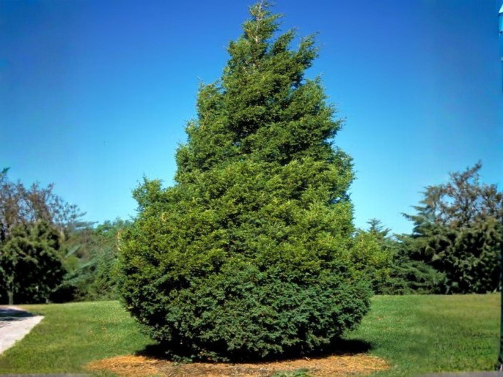 Eastern Red Cedar Seeds – Heirloom Non-GMO Evergreen Tree Seeds for Gardens, Landscaping & Wildlife Habitat